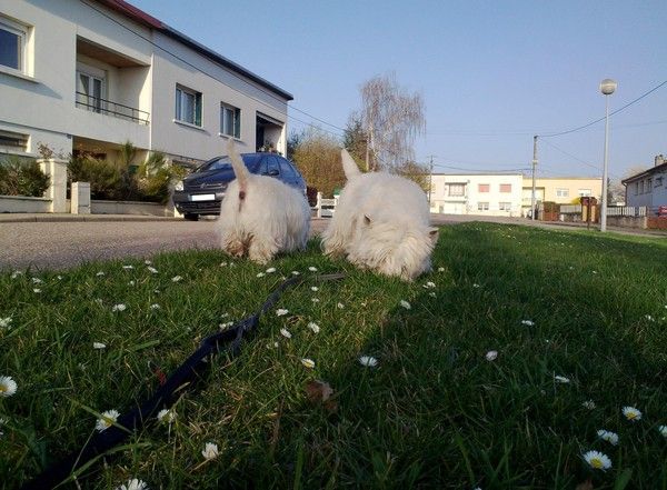 Ca fleure bon au milieu des paquerettes...