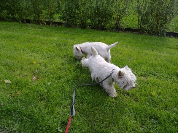 Laisse moi la place.... Picsou.