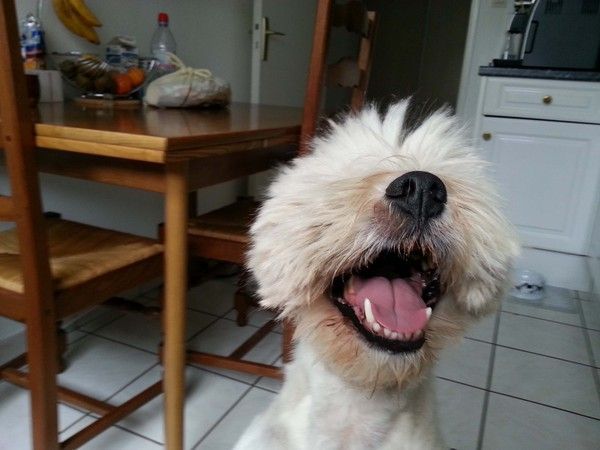 En rentrant du toilettage, BOUNTY...