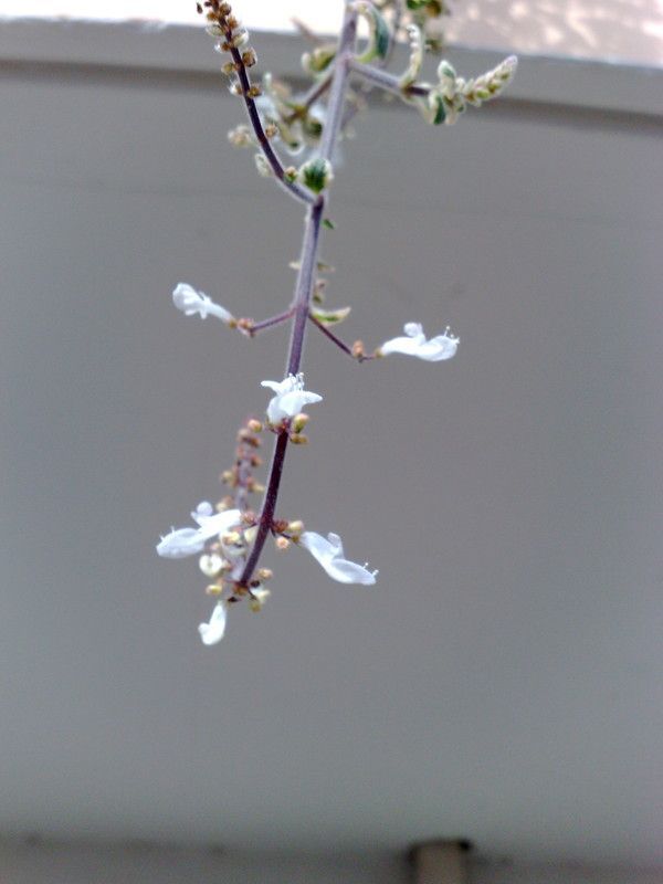 Détail sur le Plectranthus 