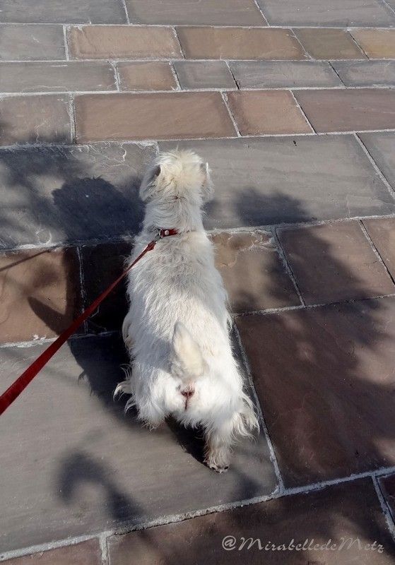 Petit tour sur la promenade d'Evian.