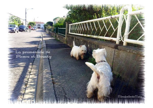 Promenade matinale du week-end de mes p'tits blancs