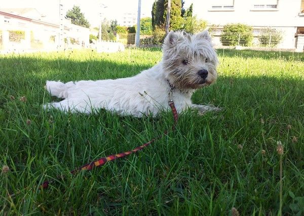 BOUNTY se prelasse dans l'herbe et la rosée matinale...