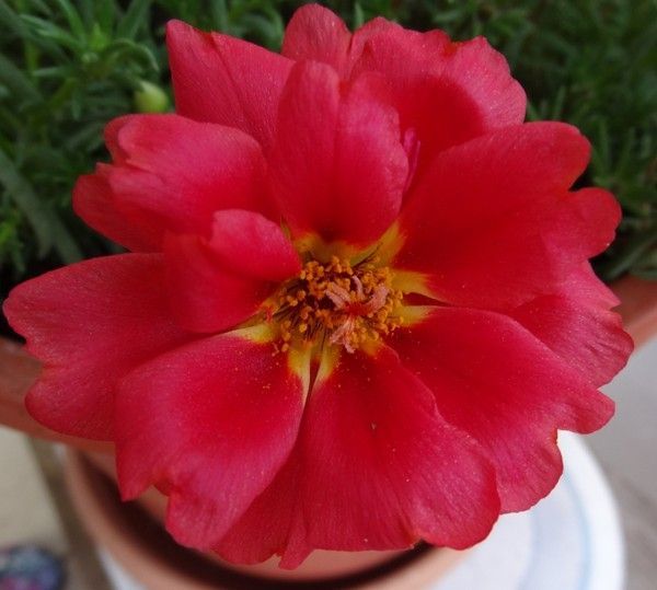 Pourpier... joli pourpier.