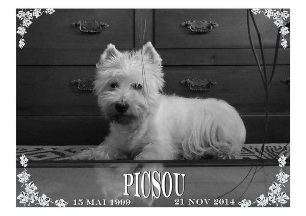 Hommage à notre PICSOU disparu