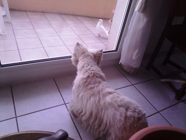 La colombe et le westie