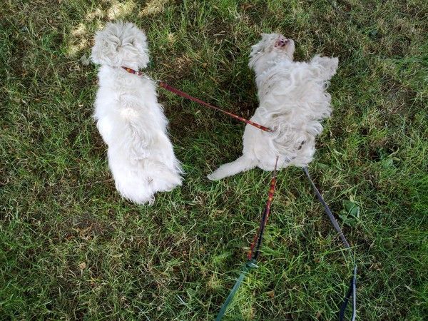 Il fait très chaud, vive l'ombre et l'herbe fraiche !