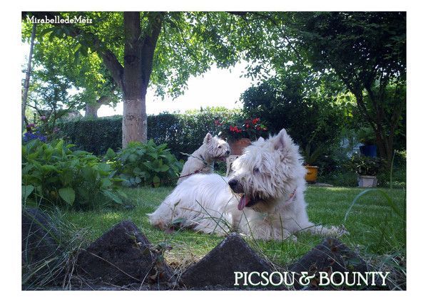 PICSOU & BOUNTY se repose dans le jardin d'Eden