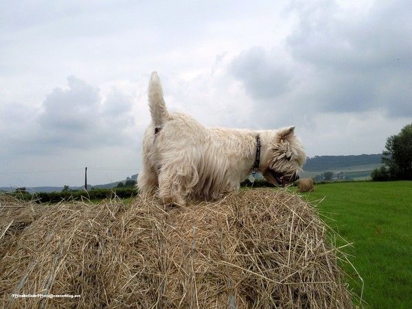 Bounty sur une meule de foin 