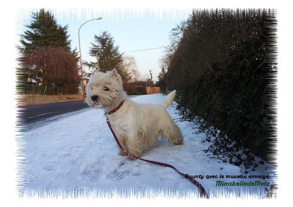 Boubou le menton enneigé