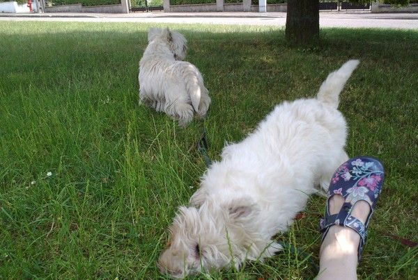 Il fait très chaud, vive l'ombre et l'herbe fraiche ! 2.
