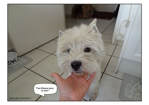 BOUNTY après son toilettage.2