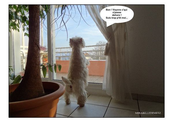 BOUNTY après son toilettage.3