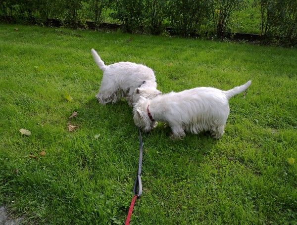 Petite promenade au parc de Queuleu.