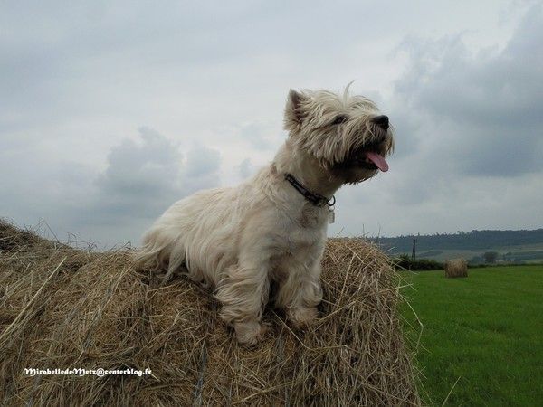 BOUNTY le magnifique.