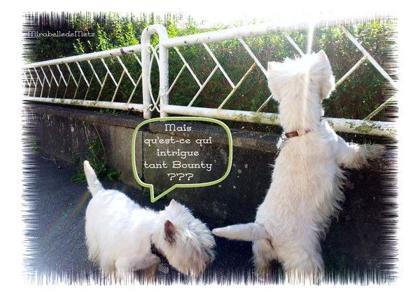 PICSOU est intrigué.