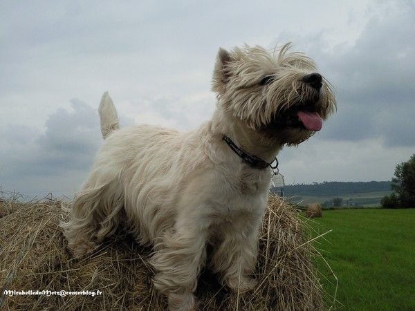 J'voudrais bien retrouver la terre ferme...