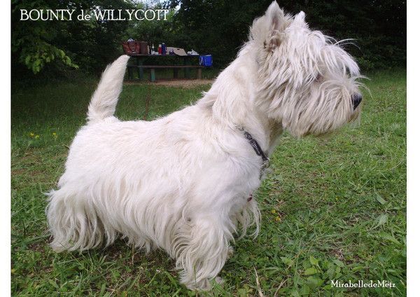 La jolie posture de BOUNTY.
