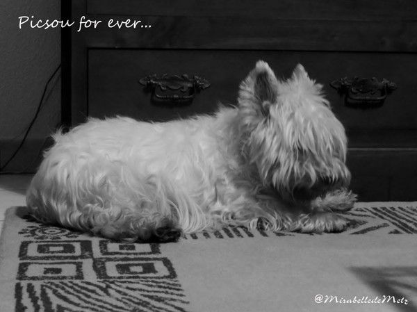 Une des toutes dernières photos de notre PICSOU