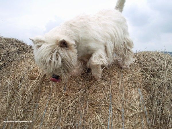 Wahouou ! comment on redescend de là....  Waouf !