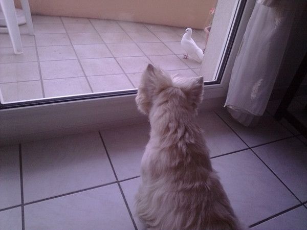 La colombe et le westie.1