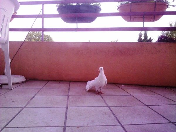 Un colombe est venue nous rendre visite...