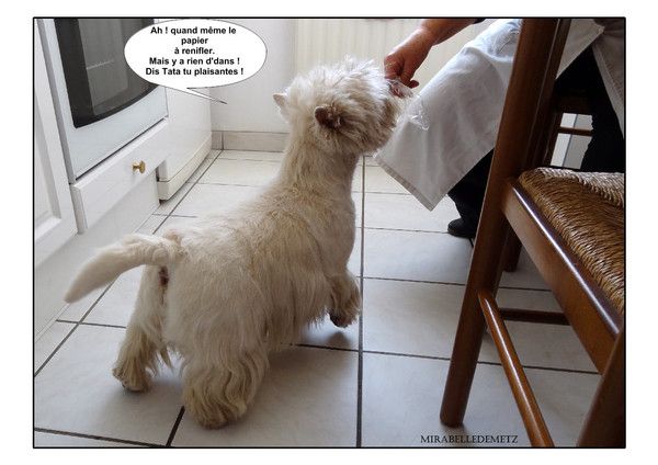 BOUNTY après son toilettage.1