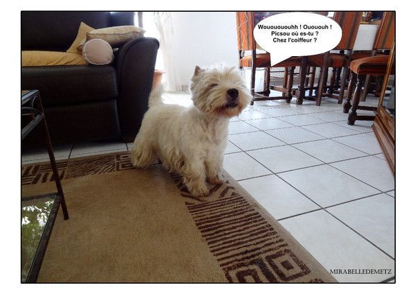 BOUNTY après son toilettage.6