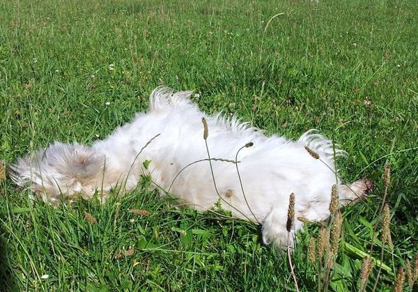 PICSOU se roule dans l'herbe.