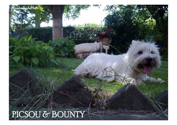 PICSOU & BOUNTY dans le jardin d'Eden, autre pose.