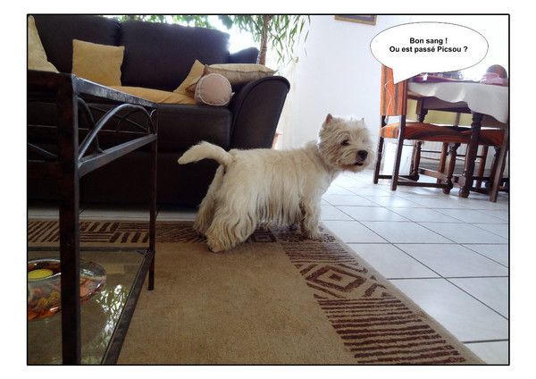 BOUNTY après son toilettage.5