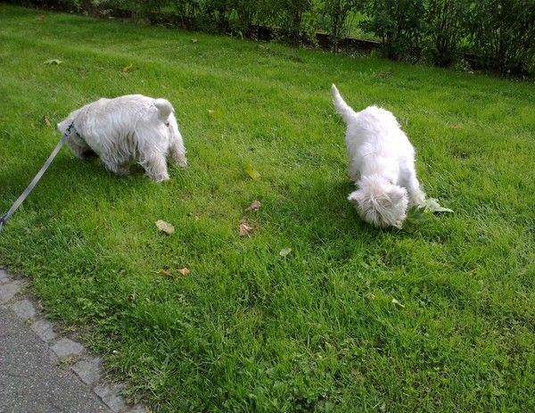 C'est moi qui marquerait mon territoire en dernier, Na !