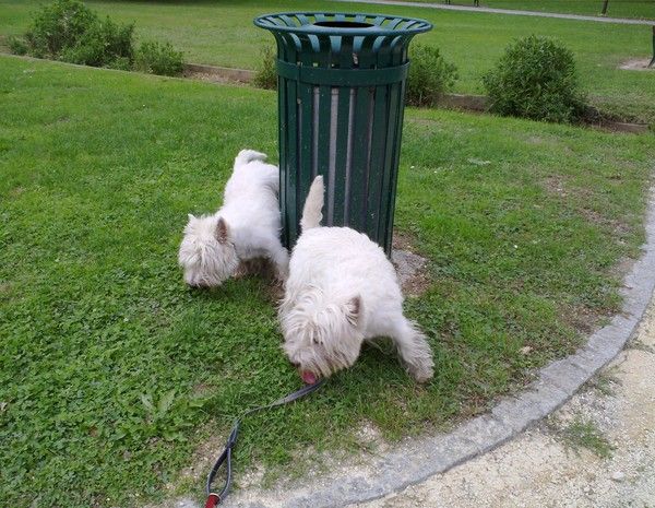 Arrosage en simultané de la poubelle.