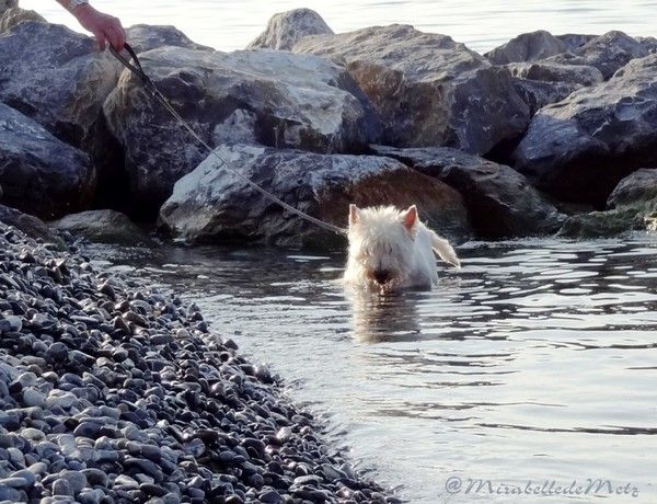 Dernières vacances de notre PICSOU