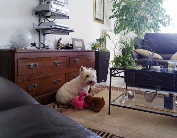 PICSOU et ses peluches.