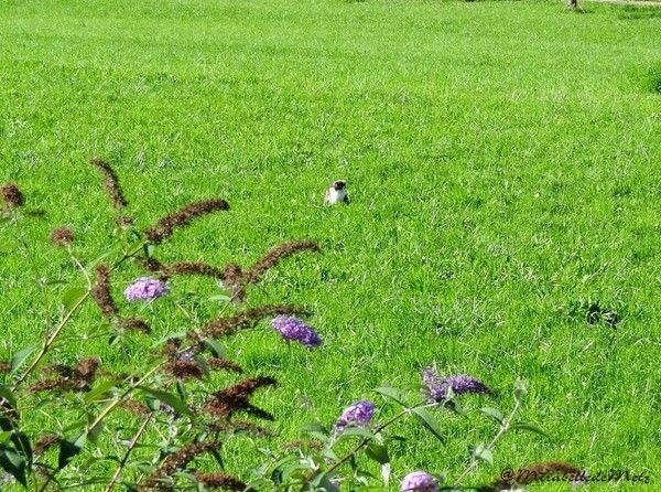 Une chasseuse dans l'herbe tendre de Haute-Savoie