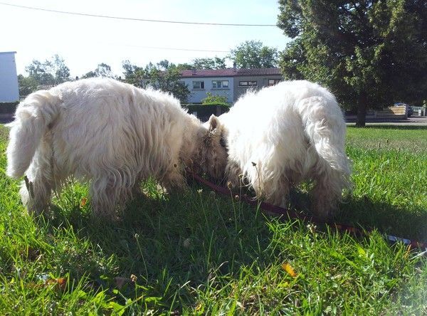 Tête-à-tête sur une odeur...