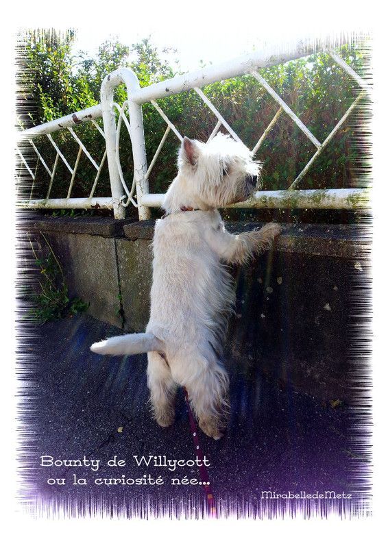 La curiosité est un vilain défaut...