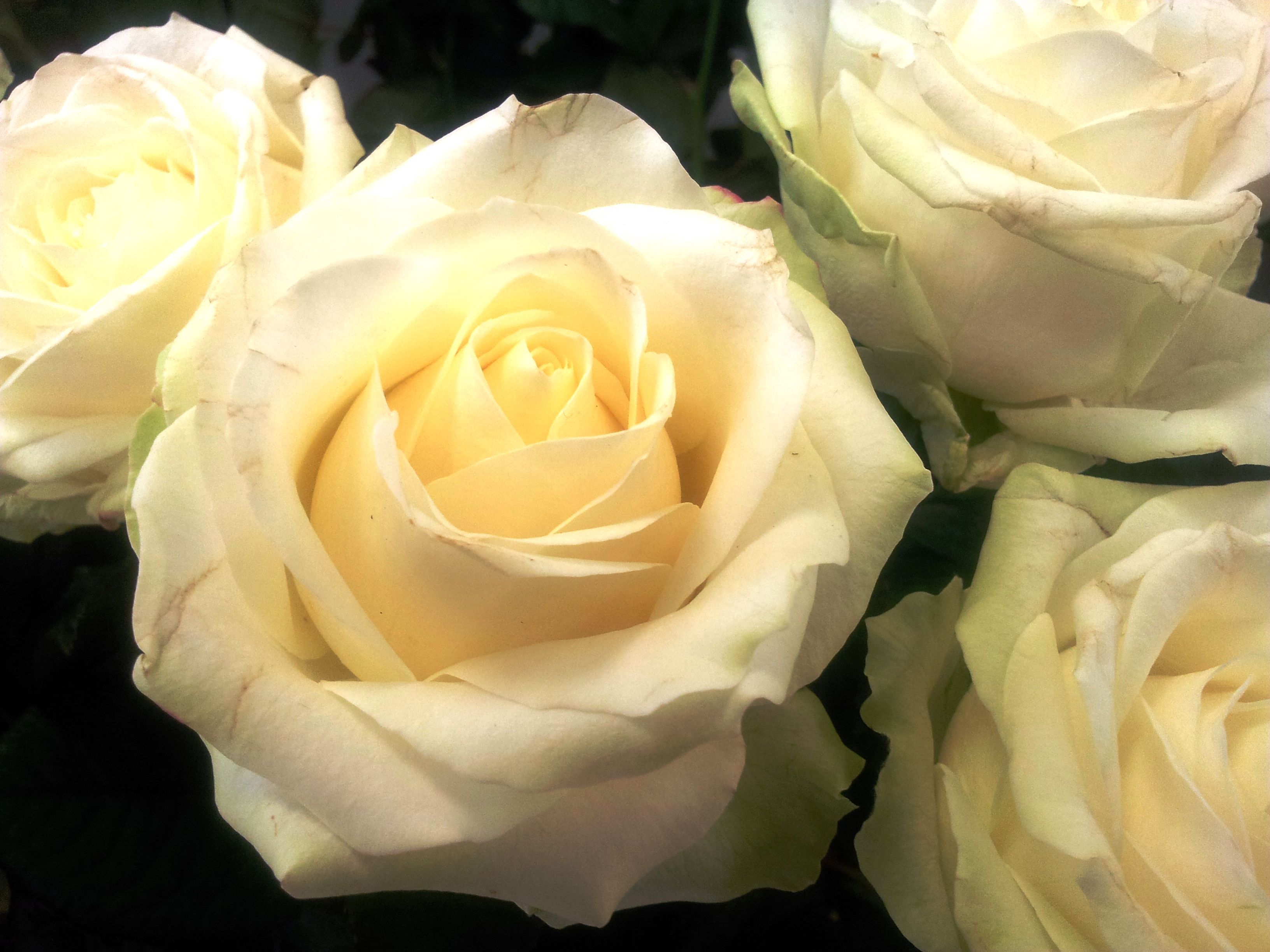 Des roses anciennes blanches... chez un fleuriste